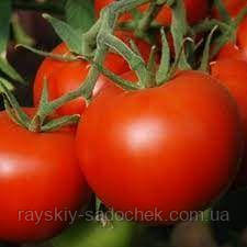Семена томата Иришка 0,2 г. Среднеранний. - фото 2 - id-p928522421