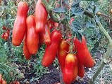 Насіння Томату Забава (0.1г), For Hobby, TM GL Seeds, фото 3