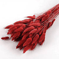Лагурус темно-червоний 100шт 60см сухоцвіти для декору колоски лагурус зайцехвіст