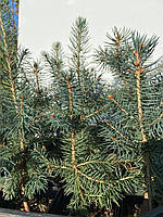 Ель голубая колючая Кейбаб Аризона (Picea pungens Glauca Arizona Kaibab) 20-23 см