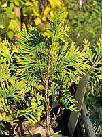 Туя западная Еллоу Риббон (Thuja occidentalis Yellow Ribbon) 15 см