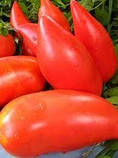 Насіння Томату Корейський довгоплiдний (0.1г), For Hobby, TM GL Seeds, фото 3