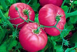 Насіння Томату Мiкадо рожевий (0.1г), For Hobby, TM GL Seeds, фото 3
