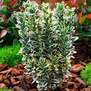 Бересклети. Товари та послуги компанії 