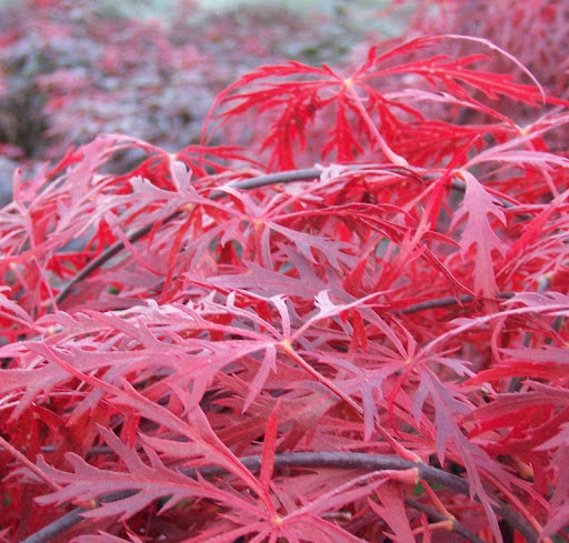 Клен японский Гарнет / С20 / h 110-130 / Acer palmatum Garnet - фото 2 - id-p1494545910