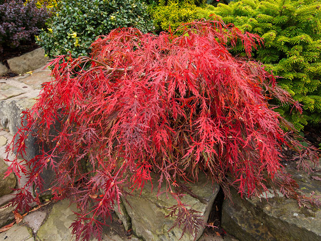 Клен японский Гарнет / С20 / h 110-130 / Acer palmatum Garnet - фото 5 - id-p1494545910