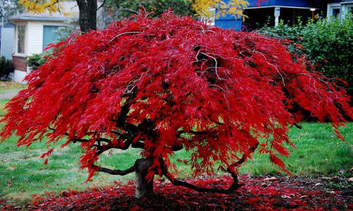 Клен японский Гарнет / С20 / h 110-130 / Acer palmatum Garnet - фото 4 - id-p1494545910