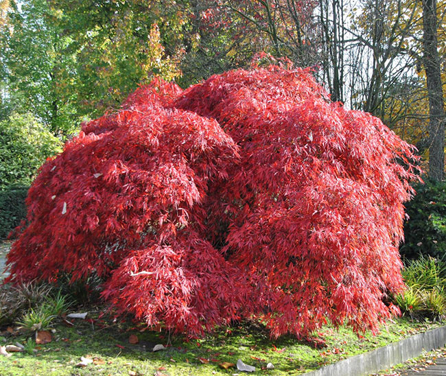 Клен японский Гарнет / С20 / h 110-130 / Acer palmatum Garnet - фото 6 - id-p1494545910