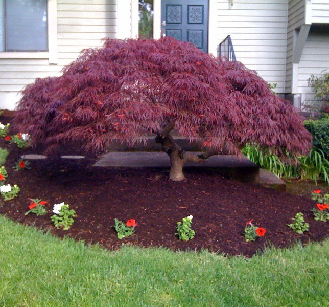 Клен японский Гарнет / С20 / h 110-130 / Acer palmatum Garnet - фото 3 - id-p1494545910