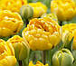 Тюльпан Yellow Pomponnet, фото 2
