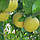 Грейпфрут "Дункан" (C. paradisi "Duncan") 50-55 см. Кімнатний, фото 4
