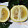 Грейпфрут "Дункан" (C. paradisi "Duncan") 50-55 см. Кімнатний, фото 7