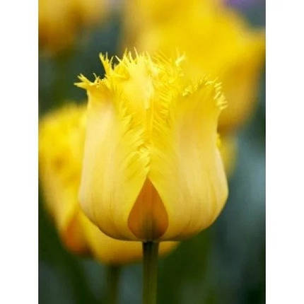 Луковиці тюльпанів Кріспі Мері (3 шт.), фото 2