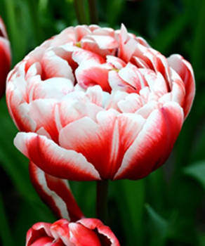 Луковиці тюльпанів Хоризон (3 шт.), фото 2