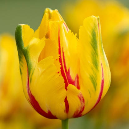 Луковиці тюльпанів Ла Куртин Паррот (3 шт.), фото 2