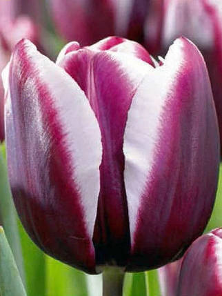 Луковиці тюльпанів Фонтейнблу, 3 шт., фото 2