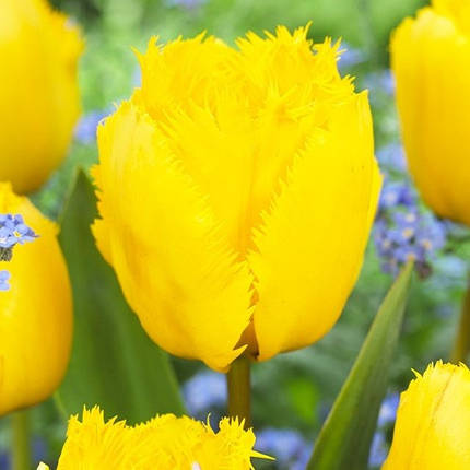 Луковиці тюльпанів Кріспі Мері (3 шт.), фото 2
