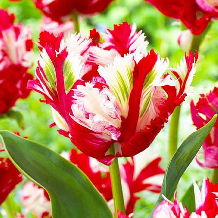 Луковиці тюльпанів Естела Рінвелд (3 шт.), фото 2