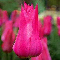 Луковиці тюльпанів Ліліроса (Lilirosa), 3 шт.