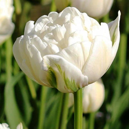 Луковиці тюльпанів Ап Уайт (3 шт.), фото 2