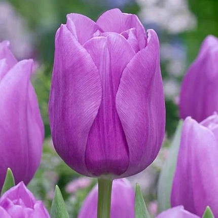 Луковиці тюльпанів Блу Амейбл (3 шт.), фото 2