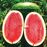 Кавун "Нельсон"