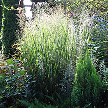 Просте прутеподібне Прейрі Скай (контейнер 0,5л)