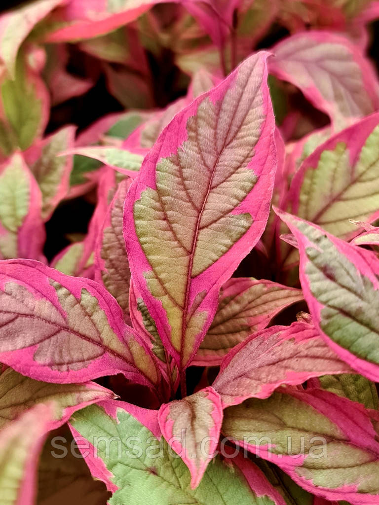 Дерен білий Міраклі \ Cornus alba Miracle (саджанці 2 роки)