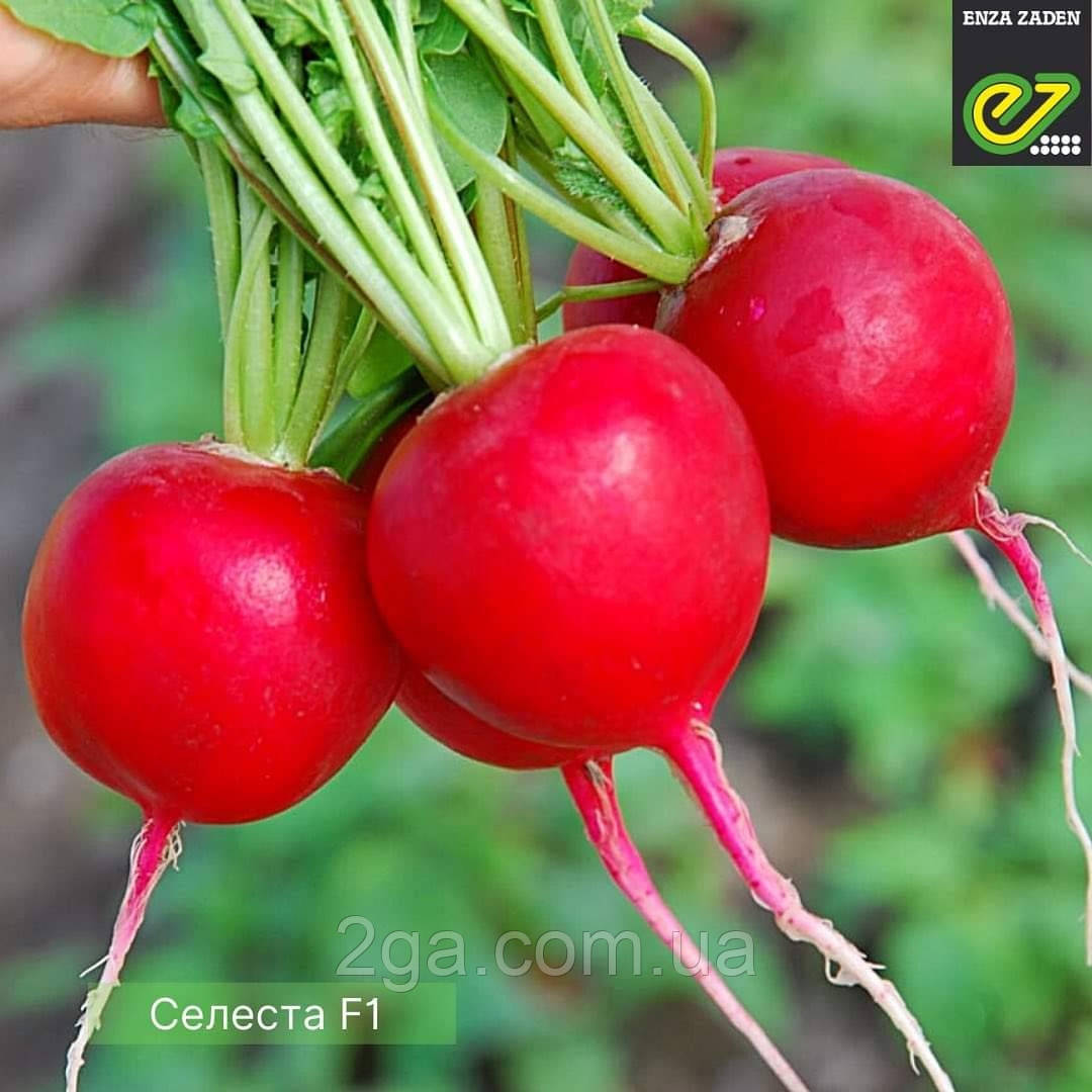Селеста F1/Celesta F1 — Редис, Enza Zaden. 50 000 насіння. 2.75-3.00 мм, фото 1