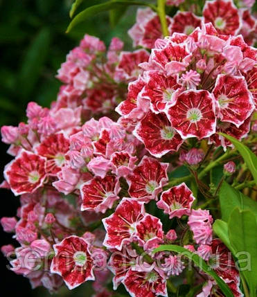 Кальмія широколиста Мерлін \ Kalmia lat. 'Merlin' (саджанці 2 роки), фото 1