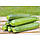Насіння Кабачок "Династія" F1 5 шт., фото 4