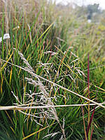 Луговик дернистий Голдтау/Deschampsia cesp. 'Goldtau' С3 / Н 30-50