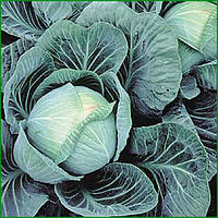 Капуста білокачанна "Галаксі"