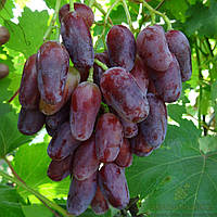 Саженцы столового винограда Байконур - раннего срока, крупноплодный, морозостойкий