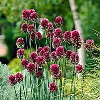 Аліум Sphaerocephalon (Лук декоративний Круглоловий) цибулини