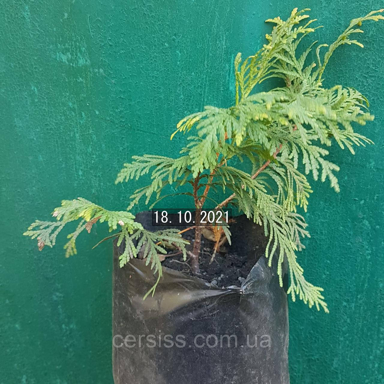 Туя Холмструм еллоу, Thuja occidentalis Holmstrup Yellow - фото 3 - id-p1413900443