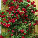 Роза крупноквіткова бордова саджанці троянд в горщиках Rosa, фото 3