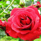 Роза крупноквіткова бордова саджанці троянд в горщиках Rosa, фото 2