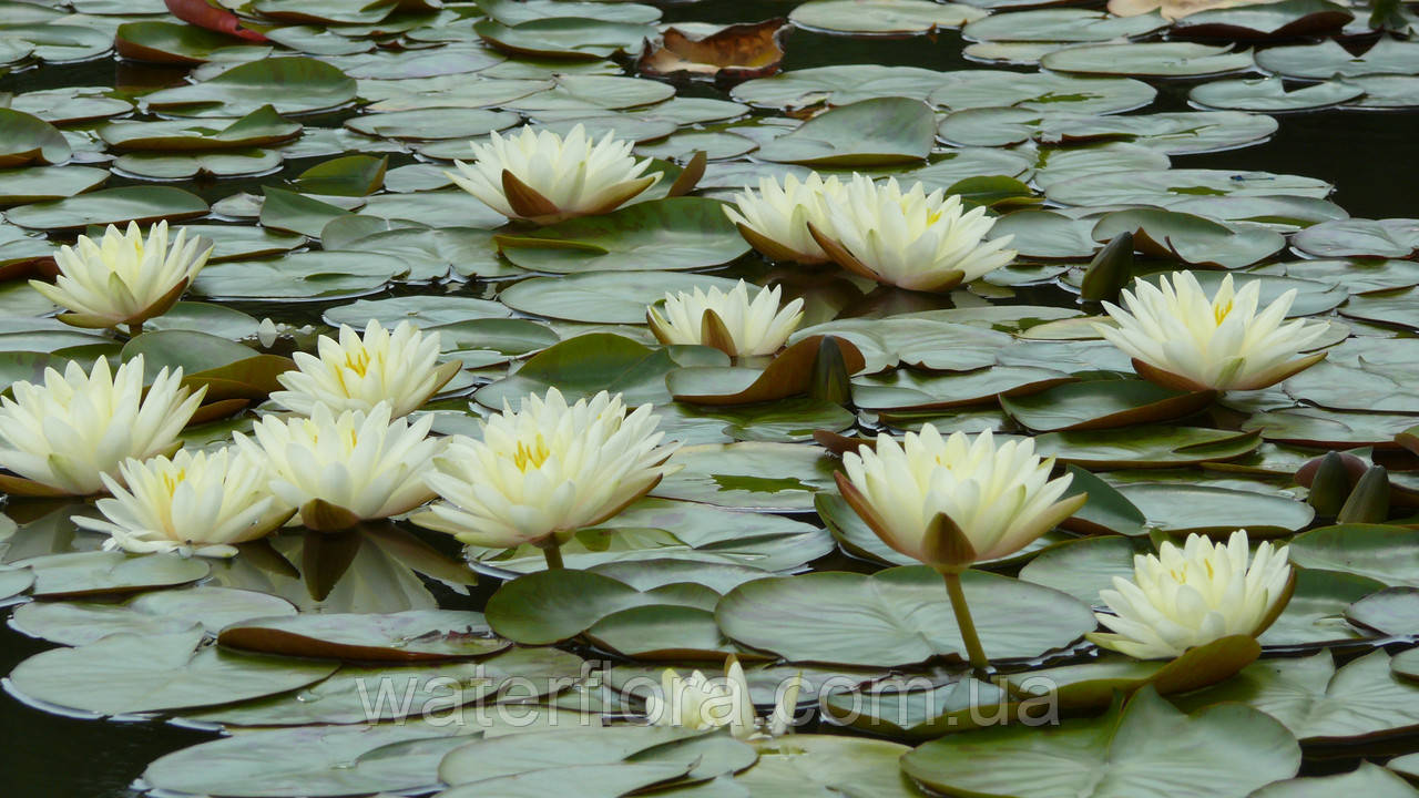 Нимфея "Дэнвэр" - Nymphaea "Denver" - фото 2 - id-p230573165