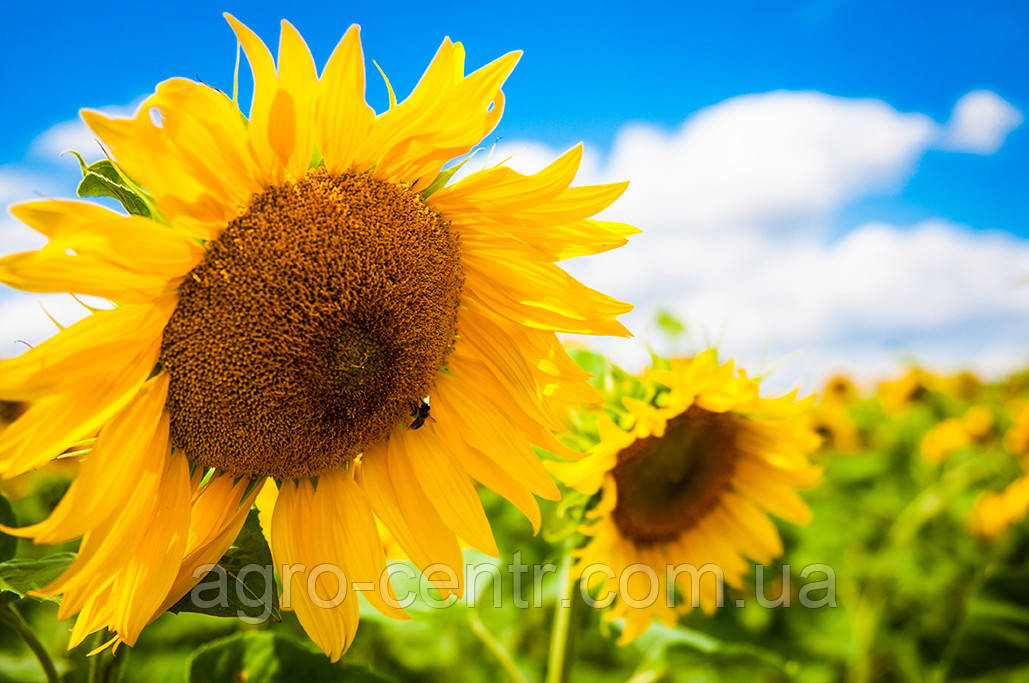 Насіння соняшнику Ясон, урожай 2024г, фото 1