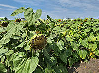 Сербський соняшник Златибор стійкий до семи рас заразах A-G. Урожайний гібрид 42ц/га. Екстра 12,2 кг, фото 3