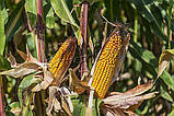 Насіння кукурудзи Хотин ФАО 280, фото 2