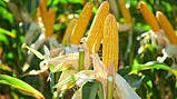 Насіння кукурудзи Хмельницький ФАО 280, фото 4