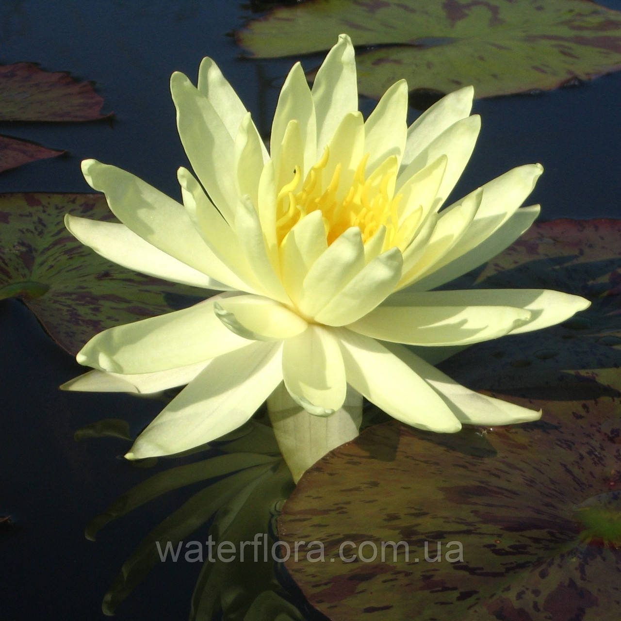 Нимфея "Еллоу Куин" - Nymphaea "Yellow Queen" - фото 1 - id-p230584231