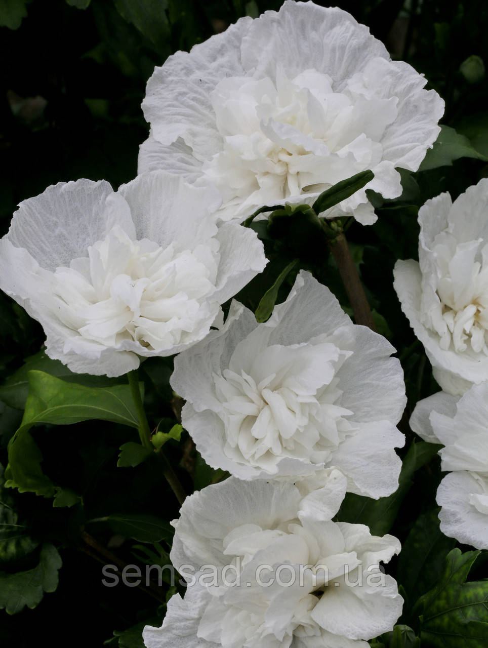 Гібіскус сірійський Вайт Шифон \ Hibiscus syr. 'White Chiffon' (саджанці 2 роки)