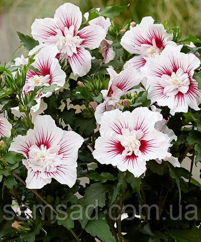 Гібіскус сірійський Старбест Шифон \ Hibiscus syr. 'Starburst Chiffon' (саджанці 2 роки)