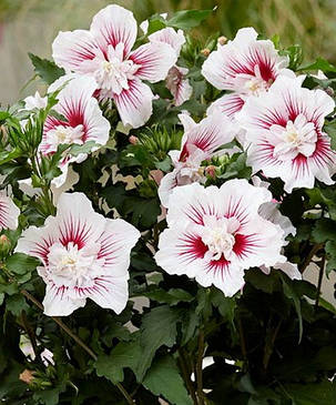 Гібіскус сірійський Старбест Шифон \ Hibiscus syr. 'Starburst Chiffon' (саджанці 2 роки), фото 1