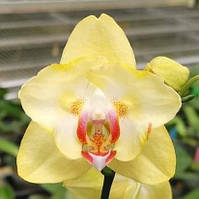 Орхідея Phal. Sand river /підліток  1.7, квітка 9 см, мутація не стабільна
