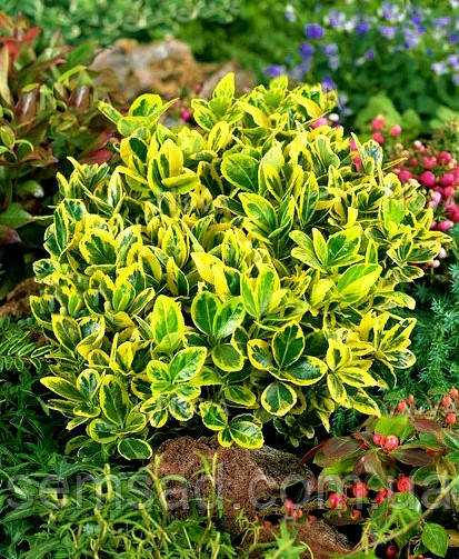 Бересклет японський "Ауреумаргінатус" \ Euonymus japonicus 'Aureomarginatus' (саджанці 1л)