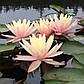 Німфея "Пинк Грейпфрут" — Nymphaea "Pink Grapefruit", фото 4